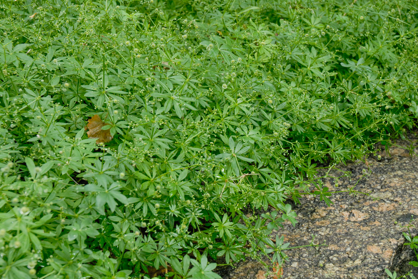 Sweet Woodruff